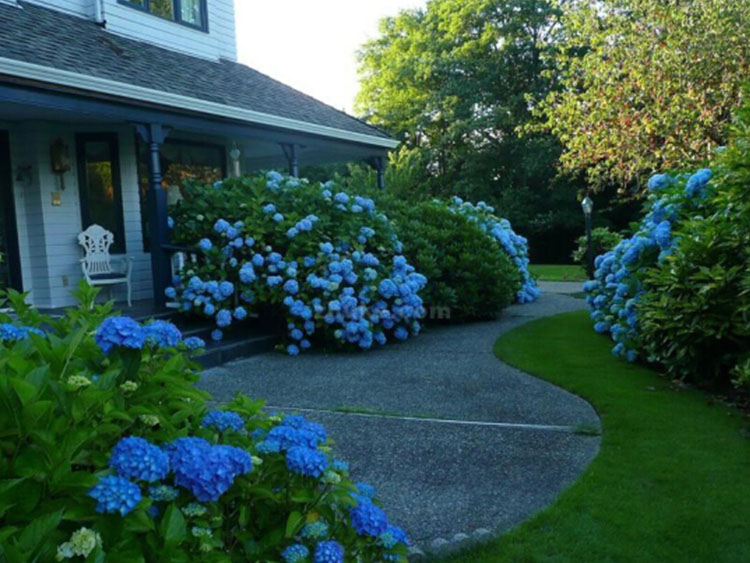 庭院造型設計施工養護